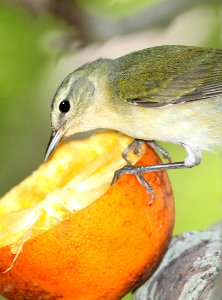 807 - TENNESSEE WARBLER (4-19-12) convention center, south padre island, tx  (5)