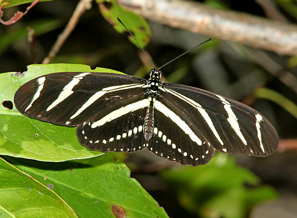 HELICONIAN, ZEBRA (heliconius charithonia)  (1-21-10) bill baggs state park, coral gables, fl