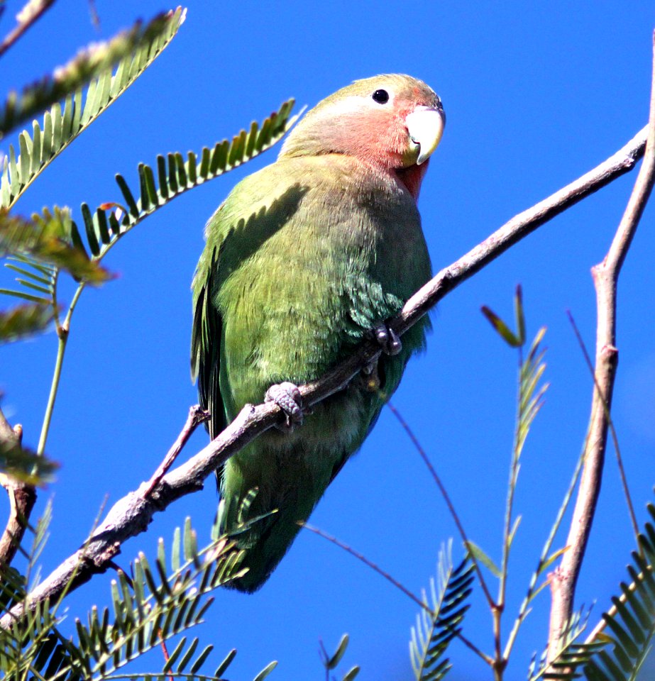 558 - ROSY-FACED LOVEBIRD (1-30-13) encanto park, phoenix, maricopa co, az