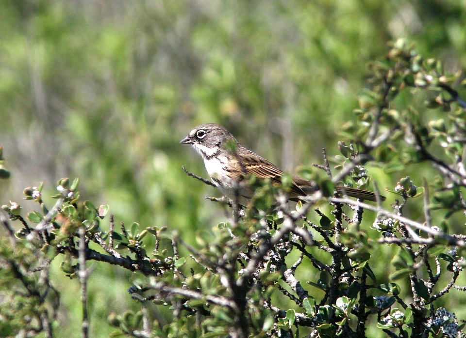BELL'S SPARROW (belli) (2-19-09) cerro alto, slo co, ca (3)