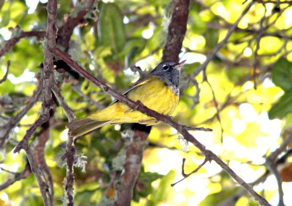 815 - MACGILLIVRAY'S WARBLER (4-15-10) cerro alto campground area, slo co, ca  (2)