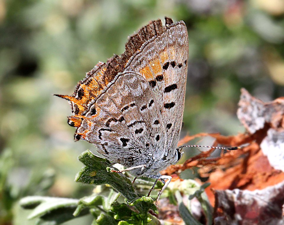 COPPER, TAILED (Lycaena arota) (8-25-11) male, 7900 ft, near monitor pass, mono co, ca - 01 (6)