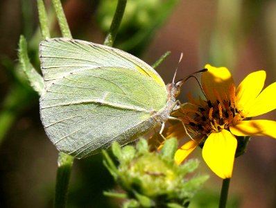 SULPHUR, LYSIDE (Kricogonia lyside) (4-21-12) national butterfly center, mission, tx