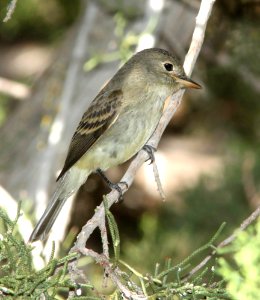 578 - WILLOW FLYCATCHER (9-21-09) cottonwood springs, carrizo n m , slo co, ca  (1)
