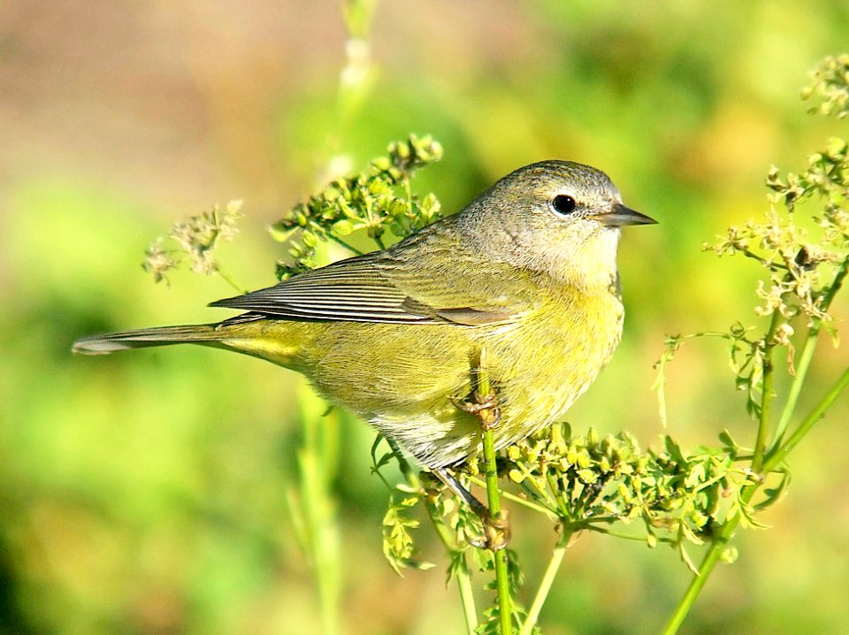 808 - ORANGE-CROWNED WARBLER (11-17-06) orestera, slo co, ca (2)