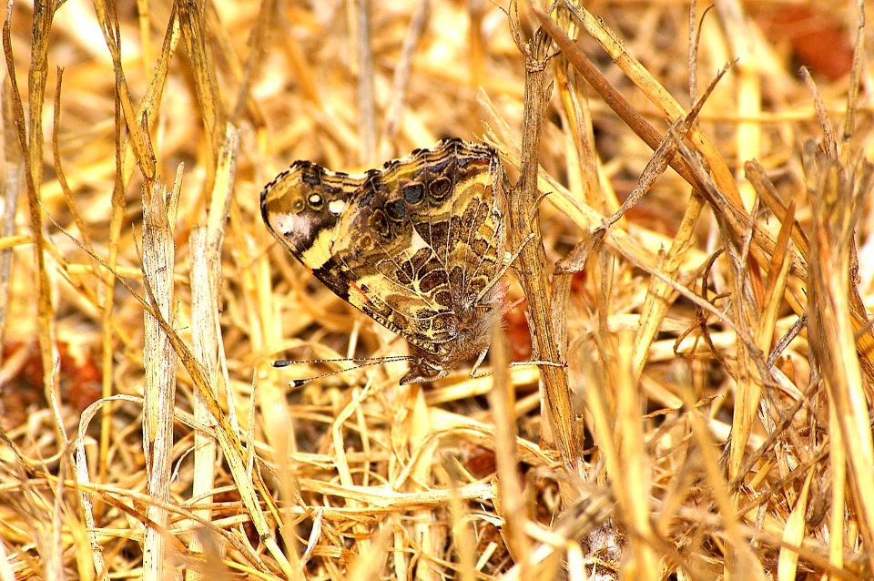 LADY, WEST COAST (Vanessa annabella) (7-23-07) canet rd, morro bay, slo co, ca (1)