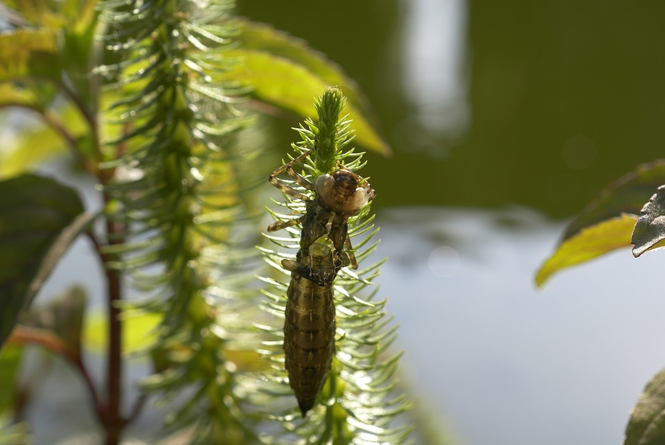 The nature of the green garden