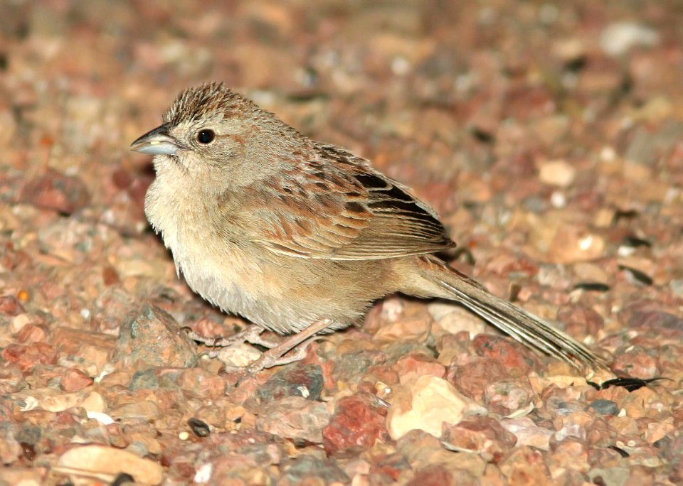 867 - BOTTERI'S SPARROW (5-3-11) 78 circulo montana, patagonia lake ranch estates, scc, az  (1)