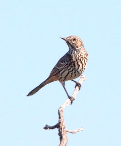 763 - SAGE THRASHER (10-1-11) san rafael grasslands, scc, az - (3)