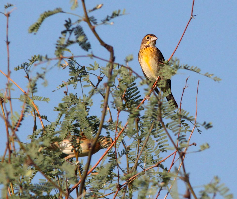 927 - DICKCISSEL (8-29-11) kino springs, scc, az  (6)