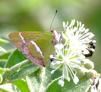 HAIRSTREAK, SILVER-BANDED (chlorostrymon simaethis) (1-10-09) frontera aud, weslaco, tx  (2)