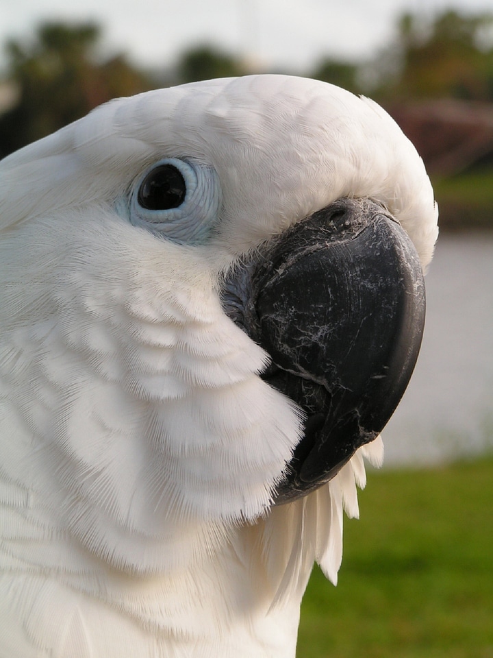 Head beak portrait