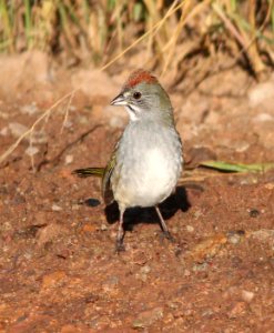 859 - GREEN-TAILED TOWHEE (10-6-10) patagonia-sonoita creek preserve, scc, az