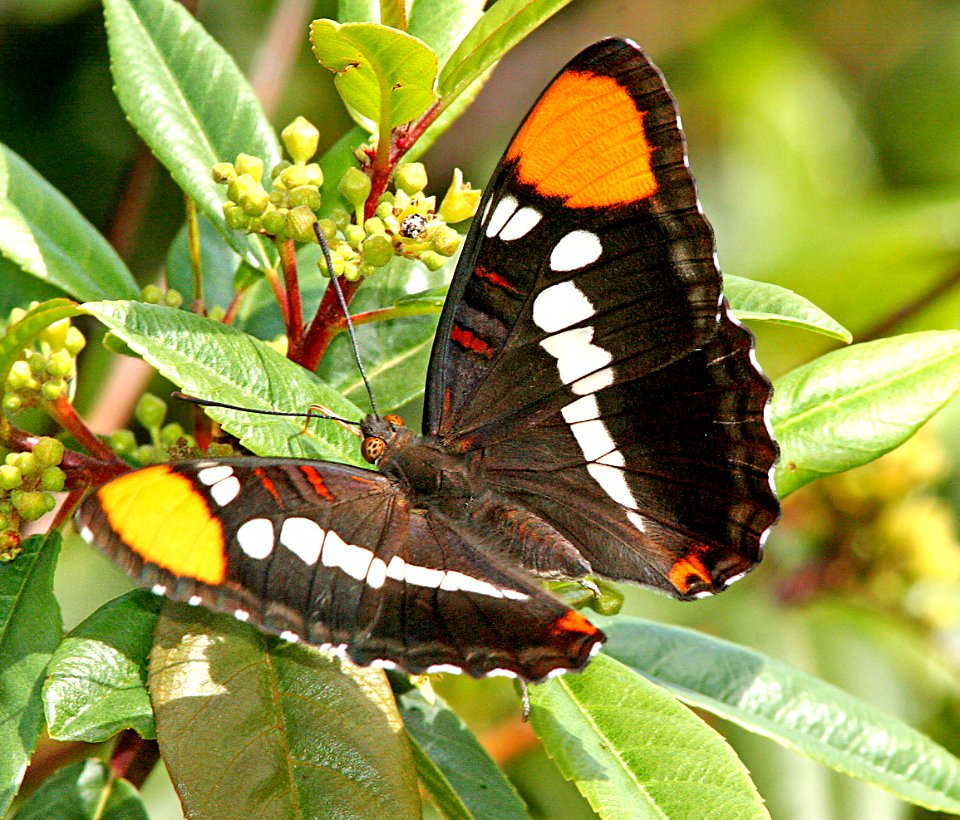SISTER, CALIFORNIA (Adelpha bredowii) (4-30-07)  cerro alto, slo co, ca