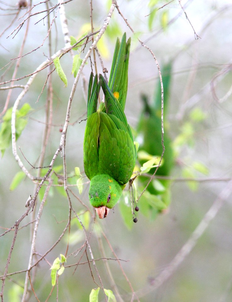 561 - GREEN PARAKEET (1-12-09) bentsen rio grande st park, mission, tx  (18b)