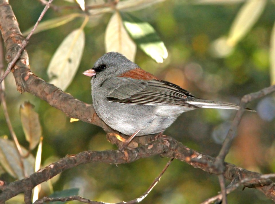 899 - DARK-EYED JUNCO (grey-headed, caniceps form) (1-25-09) az -01