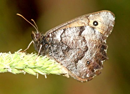 ARCTIC, GREAT (Oeneis nevadensis) (6-17-12) cook and green pass area, siskiyou co, ca  (2)