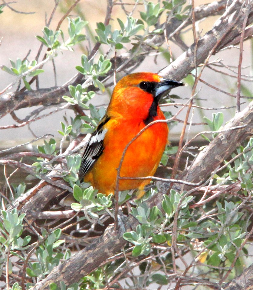 946 - STREAK-BACKED ORIOLE (6-11-11) 78 circulo montana, patagonia lake ranch estates, scc, az  (8)