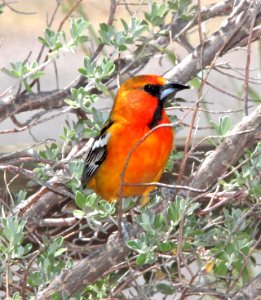 946 - STREAK-BACKED ORIOLE (6-11-11) 78 circulo montana, patagonia lake ranch estates, scc, az  (8)