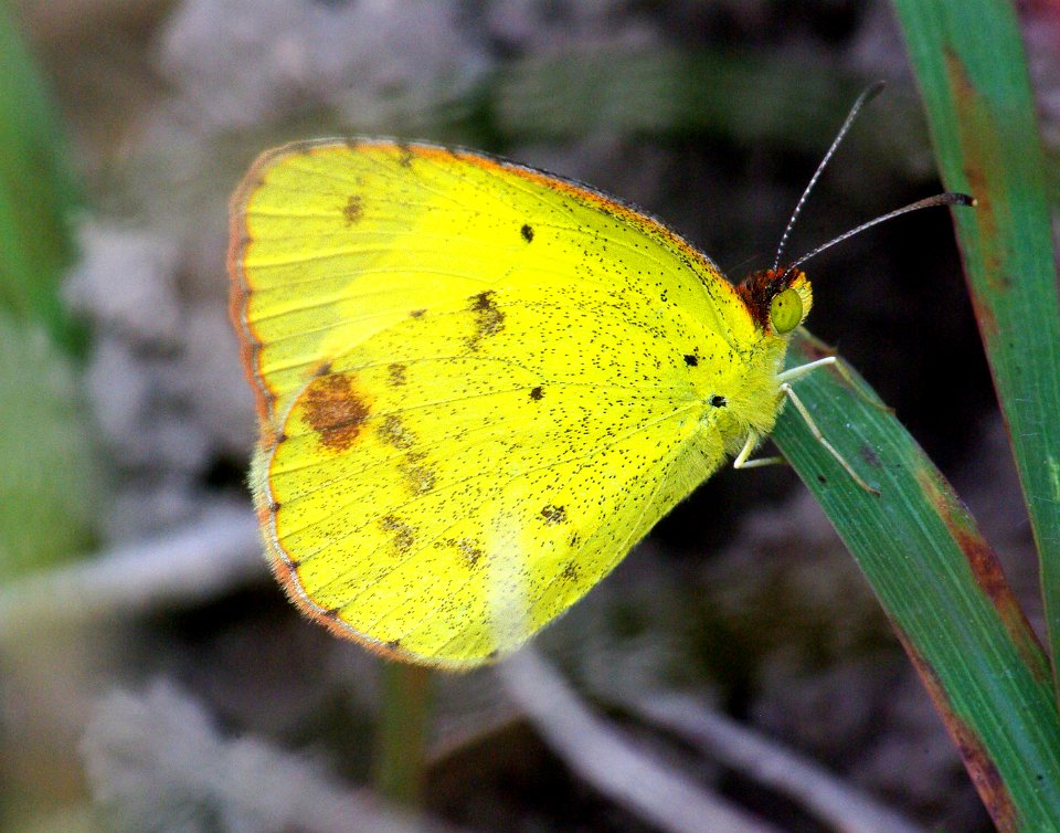 YELLOW, LITTLE (Eurema lisa) (1-8-09) laguna atascosa, tx