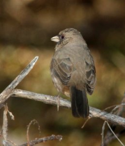 865 - ABERT'S TOWHEE (12-4-10) patagonia lake, scc, az  (3)
