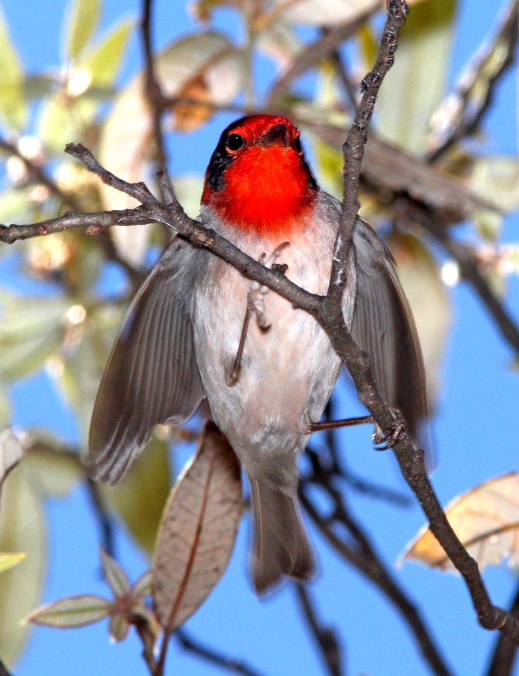849 - RED-FACED WARBLER (5-11-13) temporal gulch, santa rita mts, scc, az -06