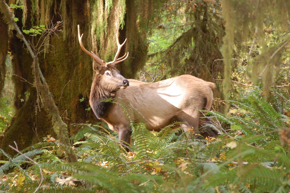 Wild buck antlers photo