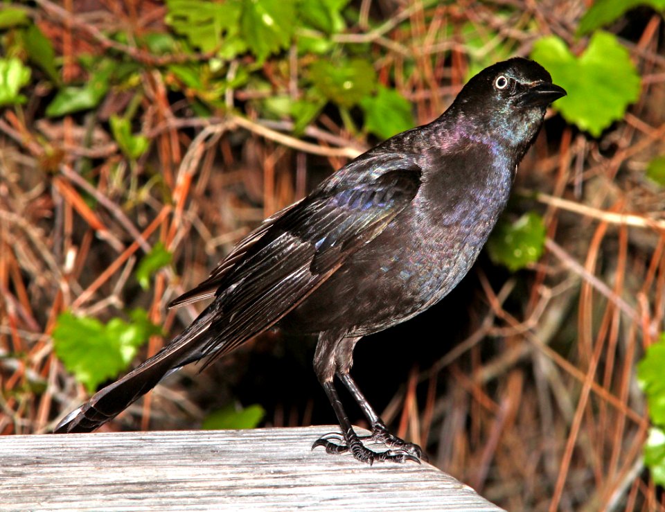 937 - COMMON GRACKLE (3-20-12) pensacola, fl