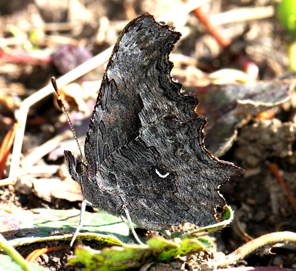 COMMA, HOARY (Polygonia gracilis) (8-26-12) 10,000 ft, south of dolores peak, dolores co, co   (9)