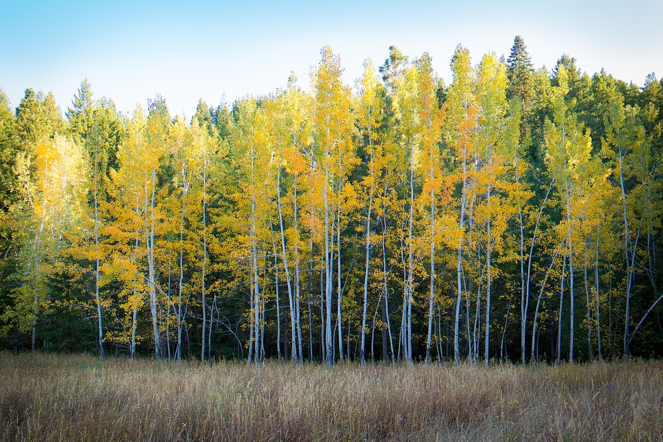 Nature fall autumn