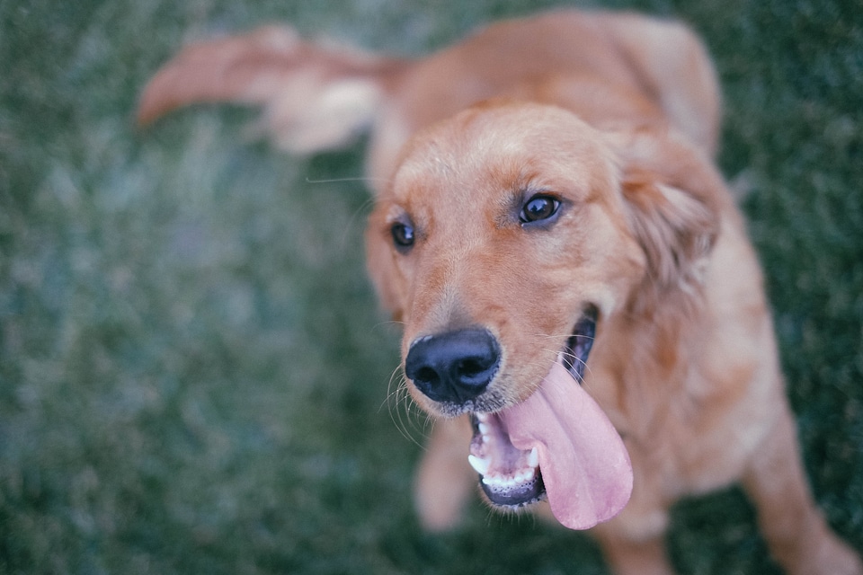 Smile friend companion