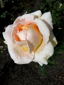 Pale Peach Rose IMG 0111