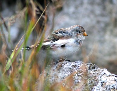 794 - SNOW BUNTING (8-29-08) gambell, ak -02