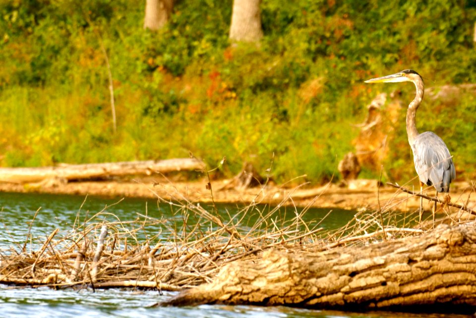 Great Blue Heron (Ardea herodias)- Little Lake Seneca - Boyds MD