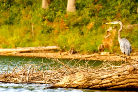 Great Blue Heron (Ardea herodias)- Little Lake Seneca - Boyds MD