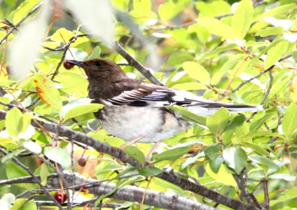 759 - AZTEC THRUSH (8-8-11) madera canyon, scc, az - (6)