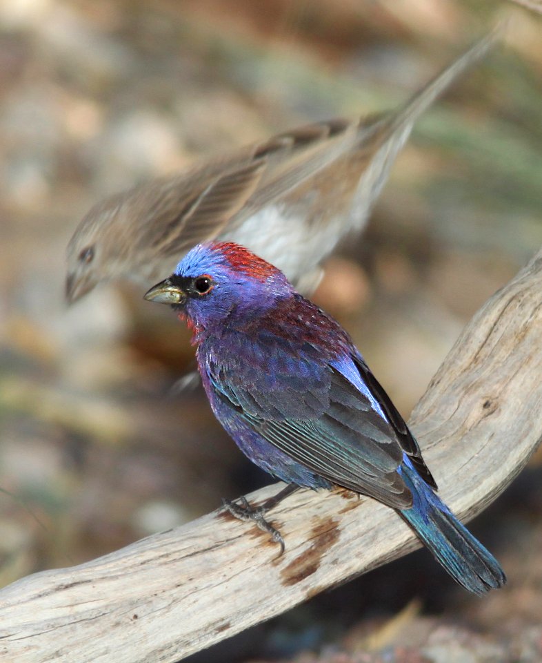 925 - VARIED BUNTING (6-8-11) 78 circulo montana, patagonia lake ranch estates, scc, az  (2)