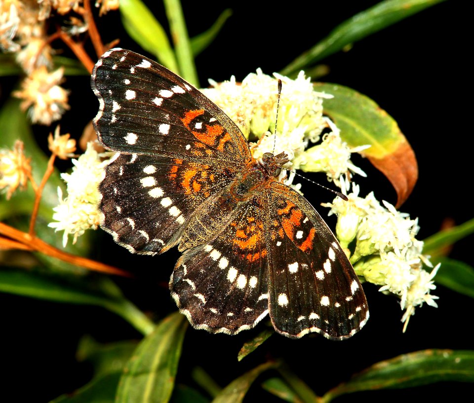 CRESCENT, TEXAN (Anthanassa texana) (9-13-10) patagonia lake state park, scc, az  (1)