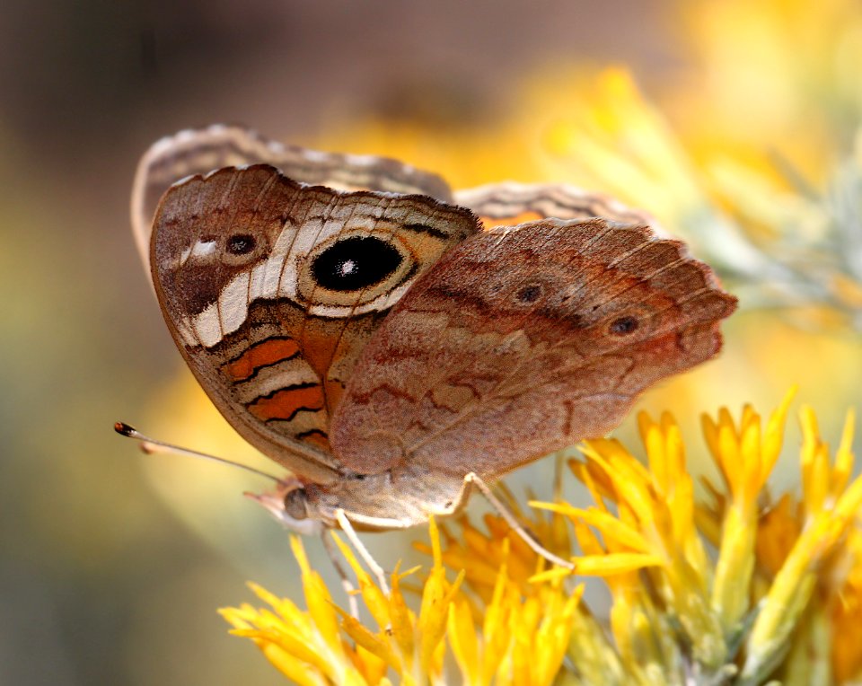 BUCKEYE, COMMON (Junonia coenia) (10-25-12) fall form, harshaw creek rabbitbrush, scc, az  (1)