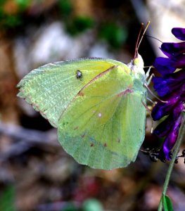 DOGFACE, CALIFORNIA (colias eurydice) (4-16-07) male, pozo rd, slo co, ca (2)