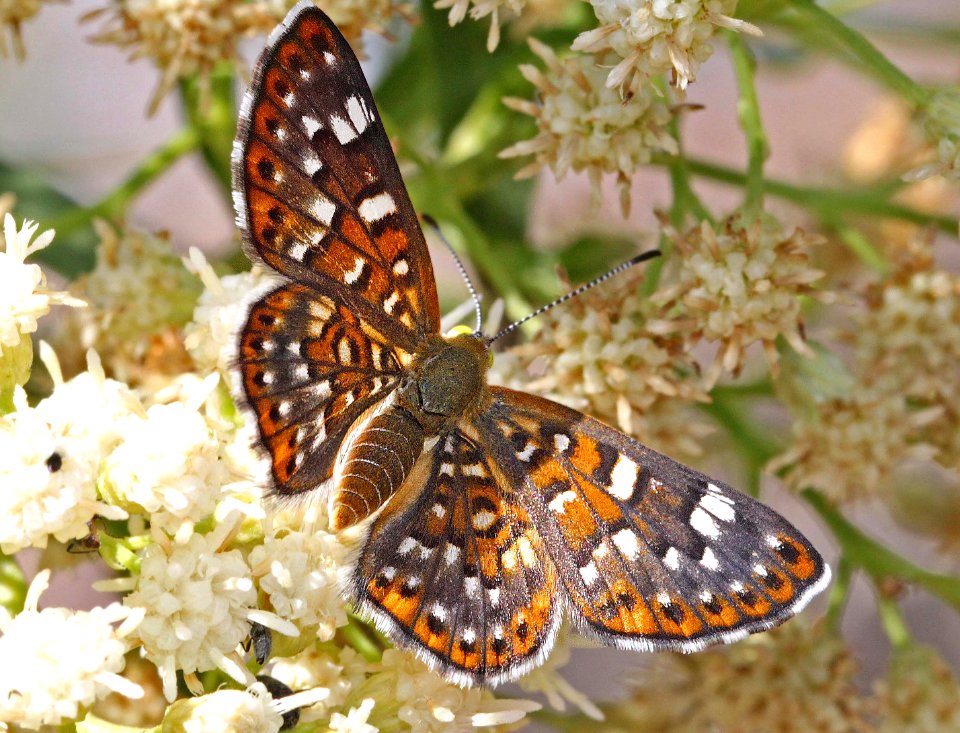 METALMARK, PALMER'S (Apodemia palmeri) (8-30-11) harshaw road, scc, az  (1)