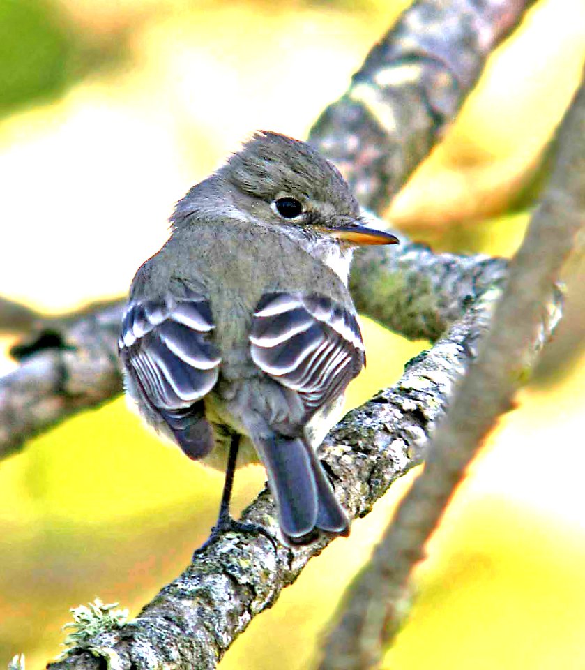 581 - GRAY FLYCATCHER (1-20-06) slo co, ca