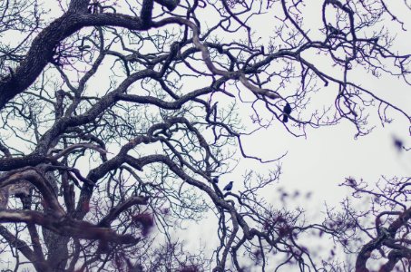 Murder of Crows