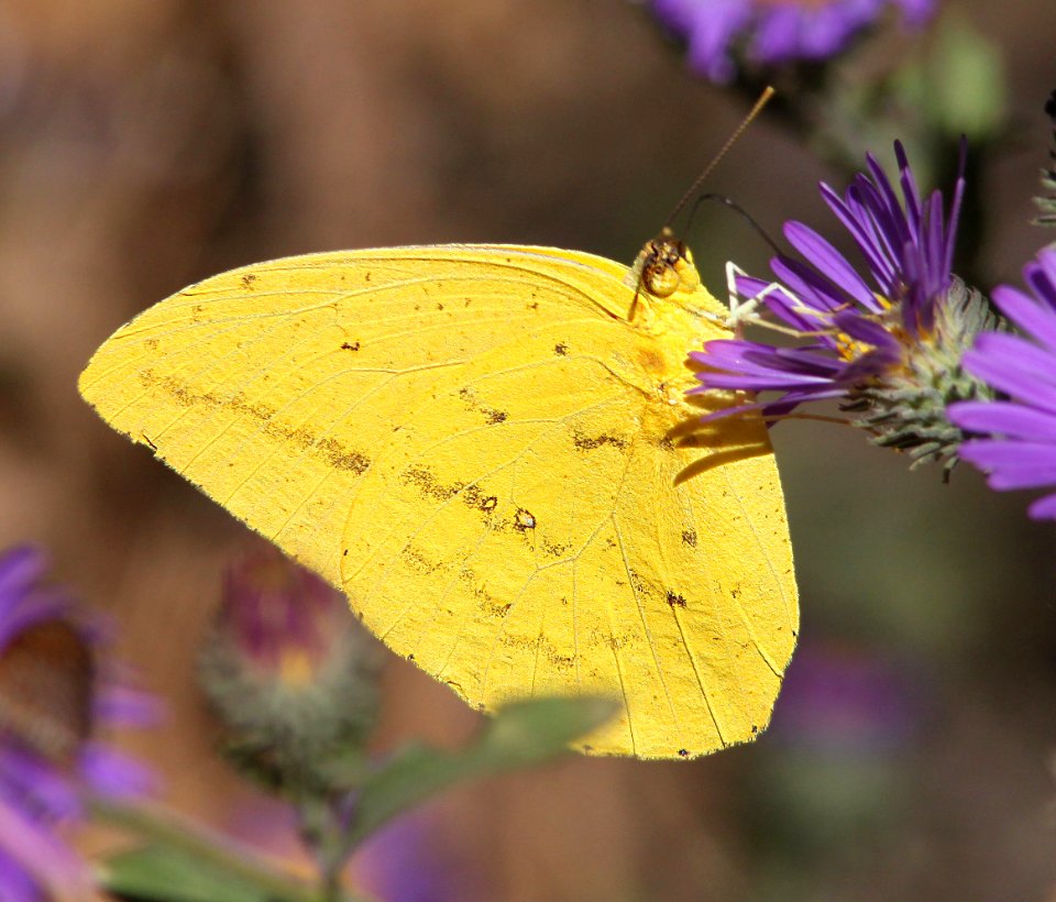 SULPHUR, LARGE ORANGE (Phoebis agarithe) (10-16-12) blue haven road, patagonia, scc, az  (2)