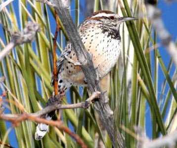 699 - CACTUS WREN (2-23-12) pancho villa state park, columbus, nm  (5)