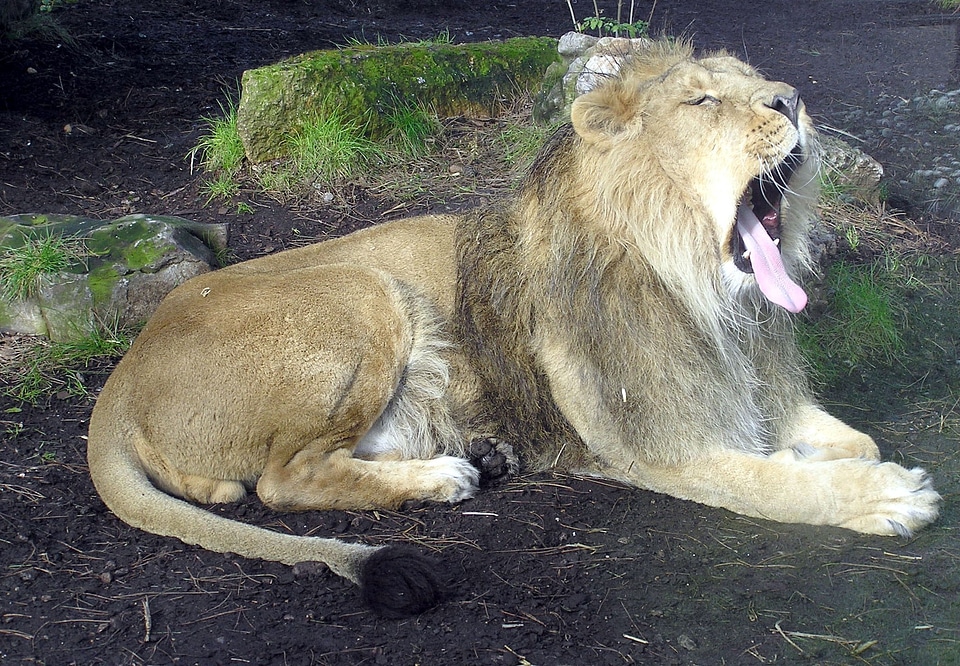 Zoo bristol england
