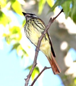 598 - SULPHUR-BELLIED FLYCATCHER (6-9-11) harshaw canyon, scc, az - (4)