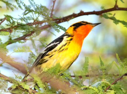 828 - BLACKBURNIAN WARBLER (4-19-12) convention center, south padre island, tx  (6)