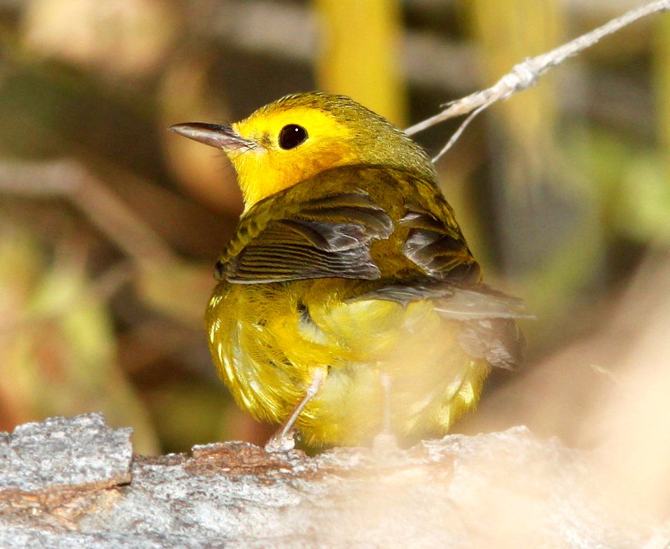 819 - HOODED WARBLER (12-9-10) down river from santa gertrudis lane, santa cruz co, az - (2)