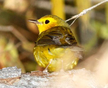 819 - HOODED WARBLER (12-9-10) down river from santa gertrudis lane, santa cruz co, az - (2)